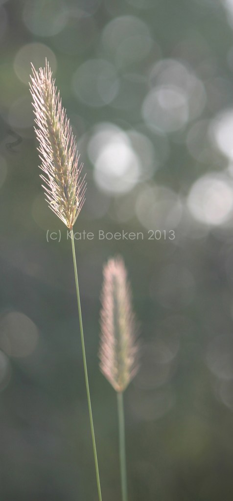 IMG_2437 copy