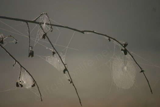cobwebs at dawn
