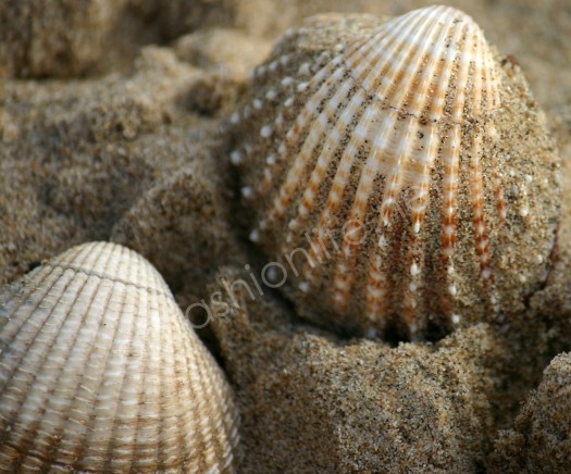 shells